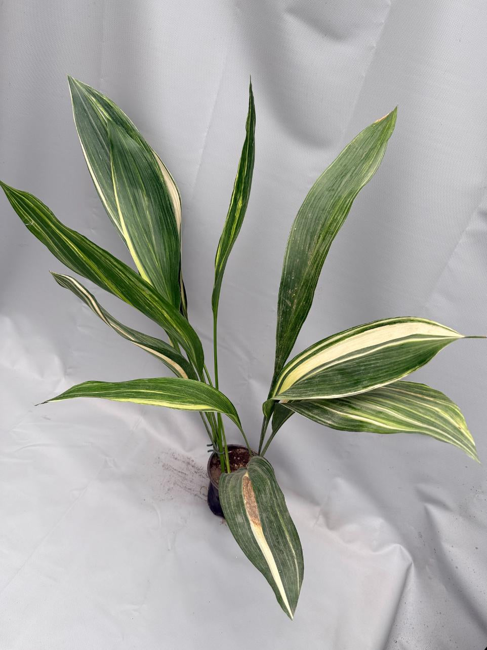 Aspidistra Elatior Variegata 02
