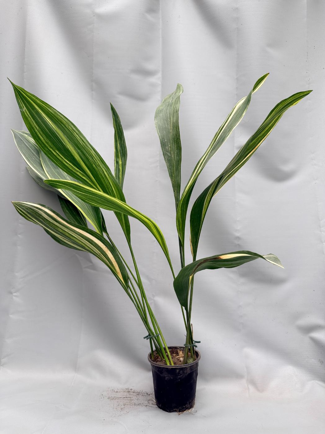Aspidistra Elatior Variegata 01