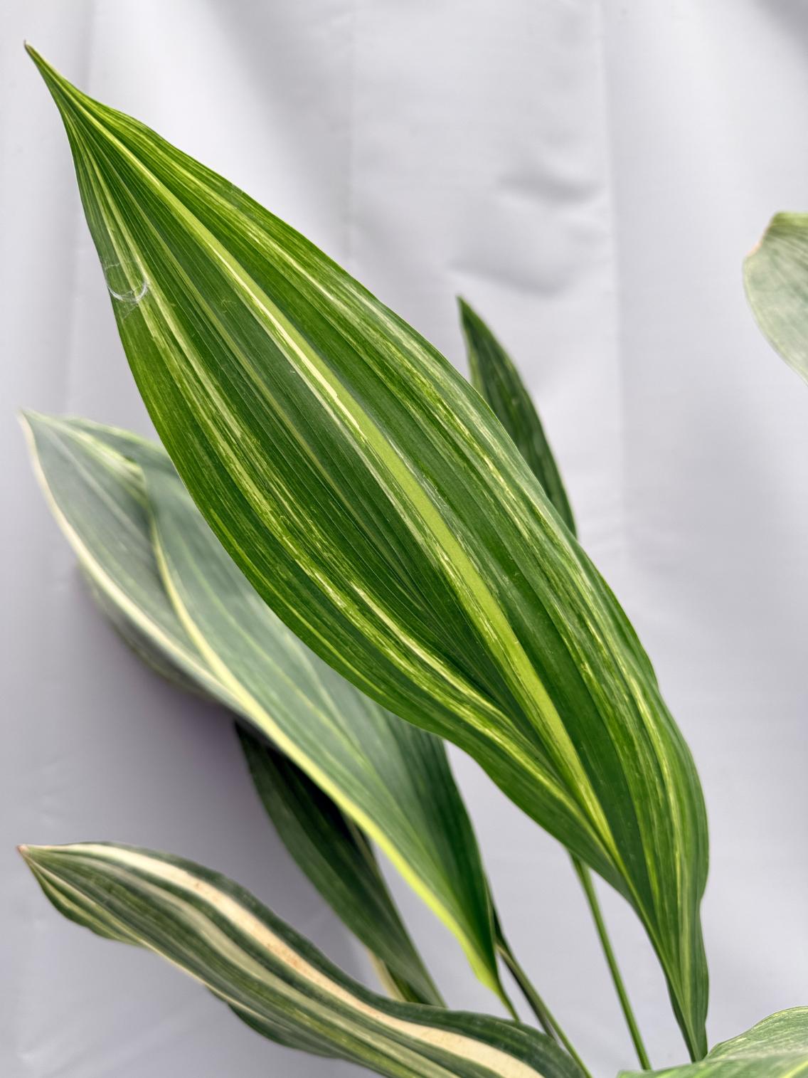 Aspidistra Elatior Variegata 03