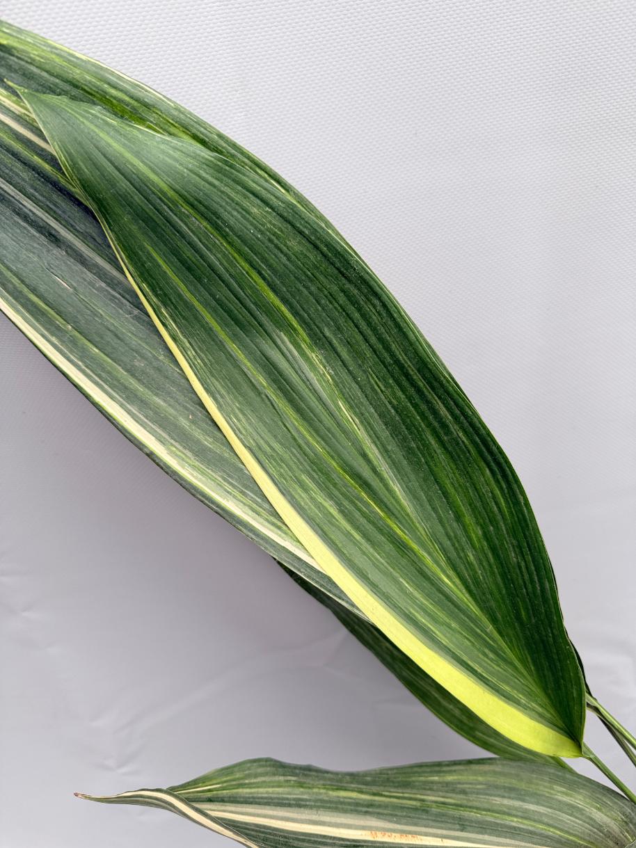 Aspidistra Elatior Variegata 04