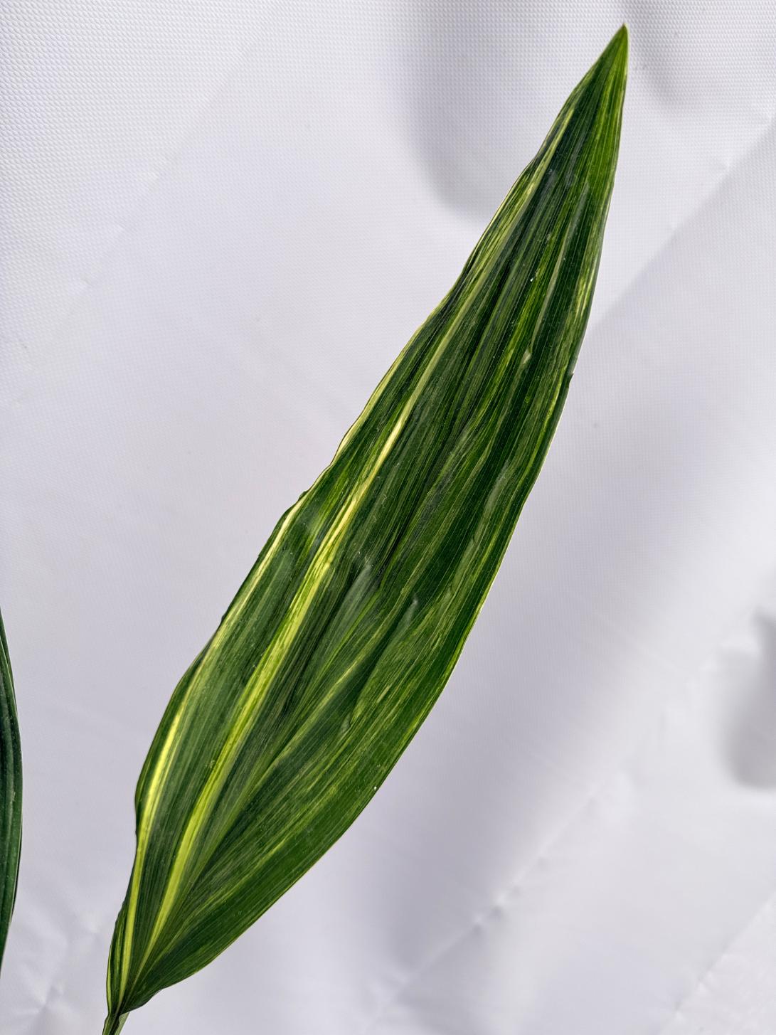 Aspidistra Elatior Variegata 05
