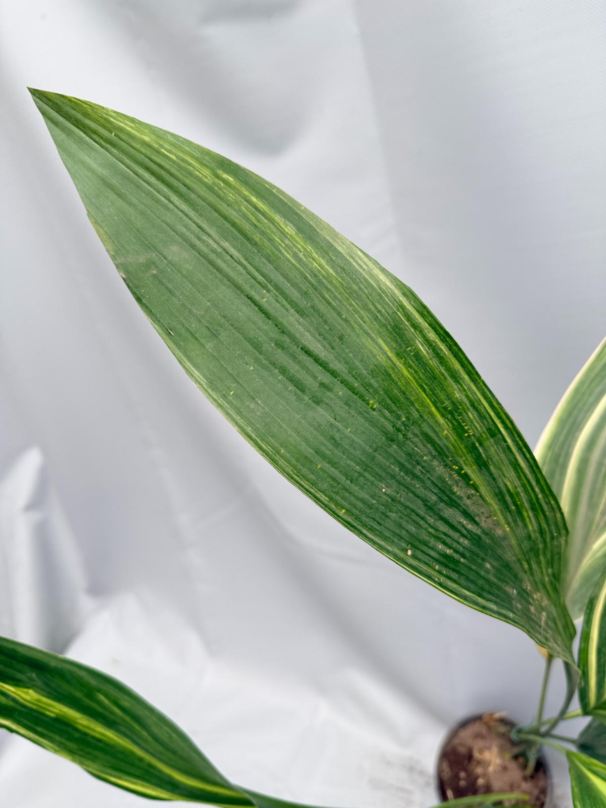 Aspidistra Elatior Variegata 06