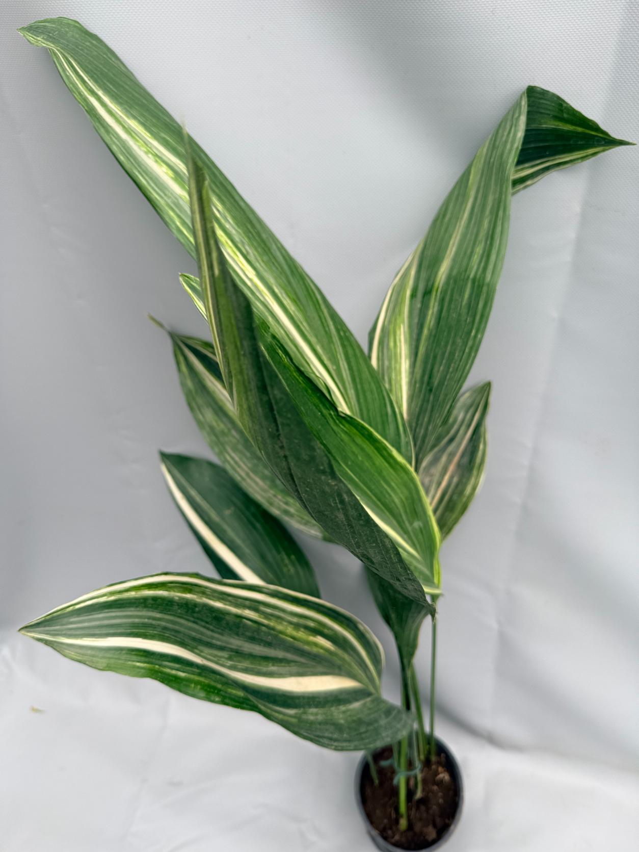 Aspidistra Elatior Variegata 05