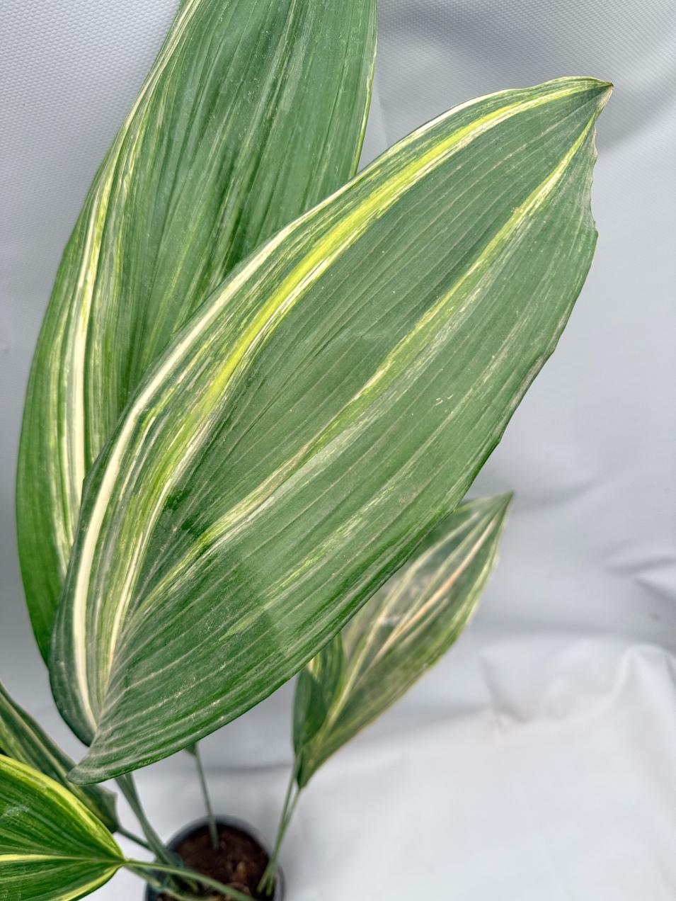Aspidistra Elatior Variegata 06