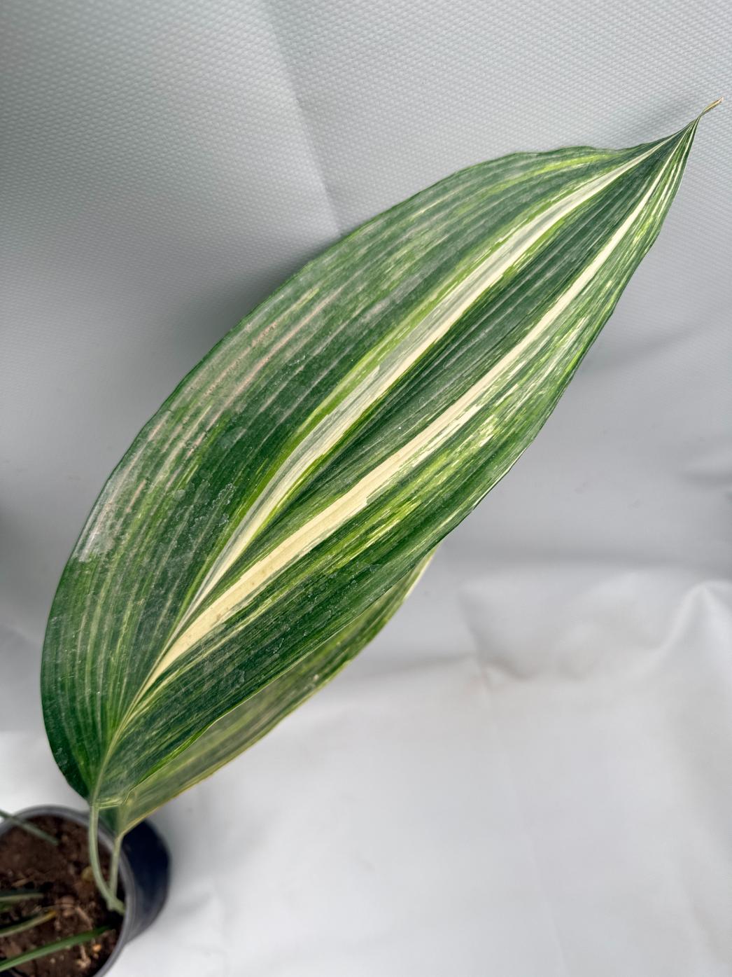 Aspidistra Elatior Variegata 07