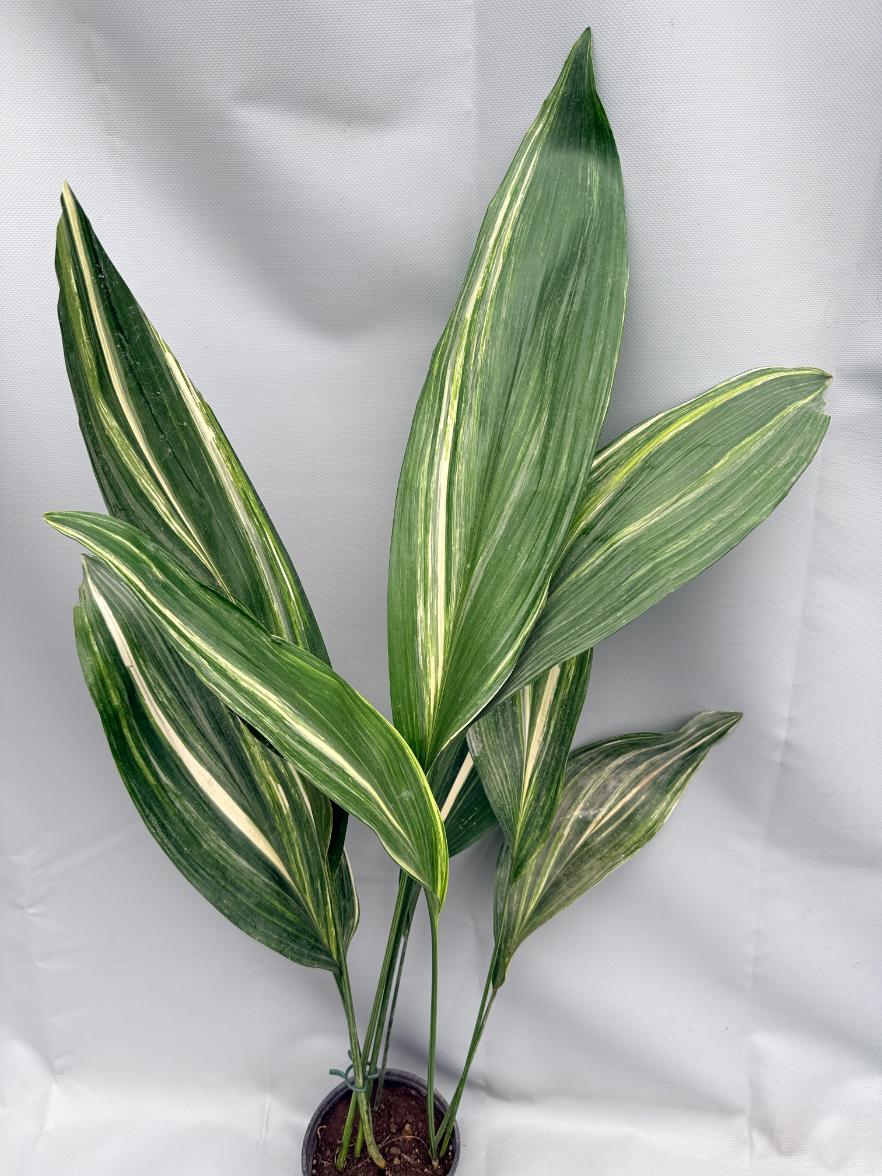 Aspidistra Elatior Variegata 01
