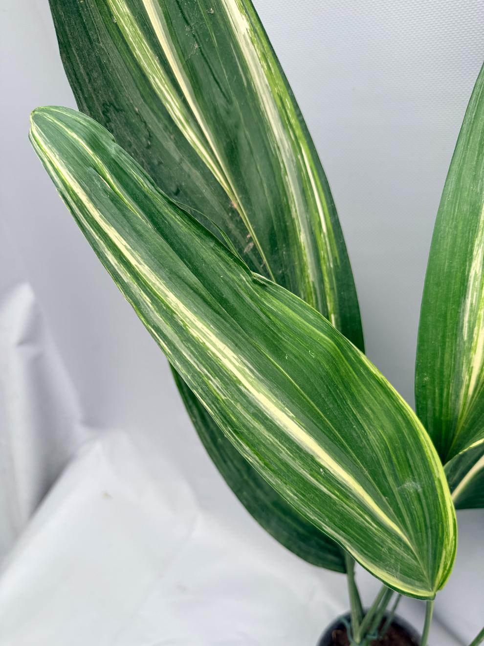 Aspidistra Elatior Variegata 02