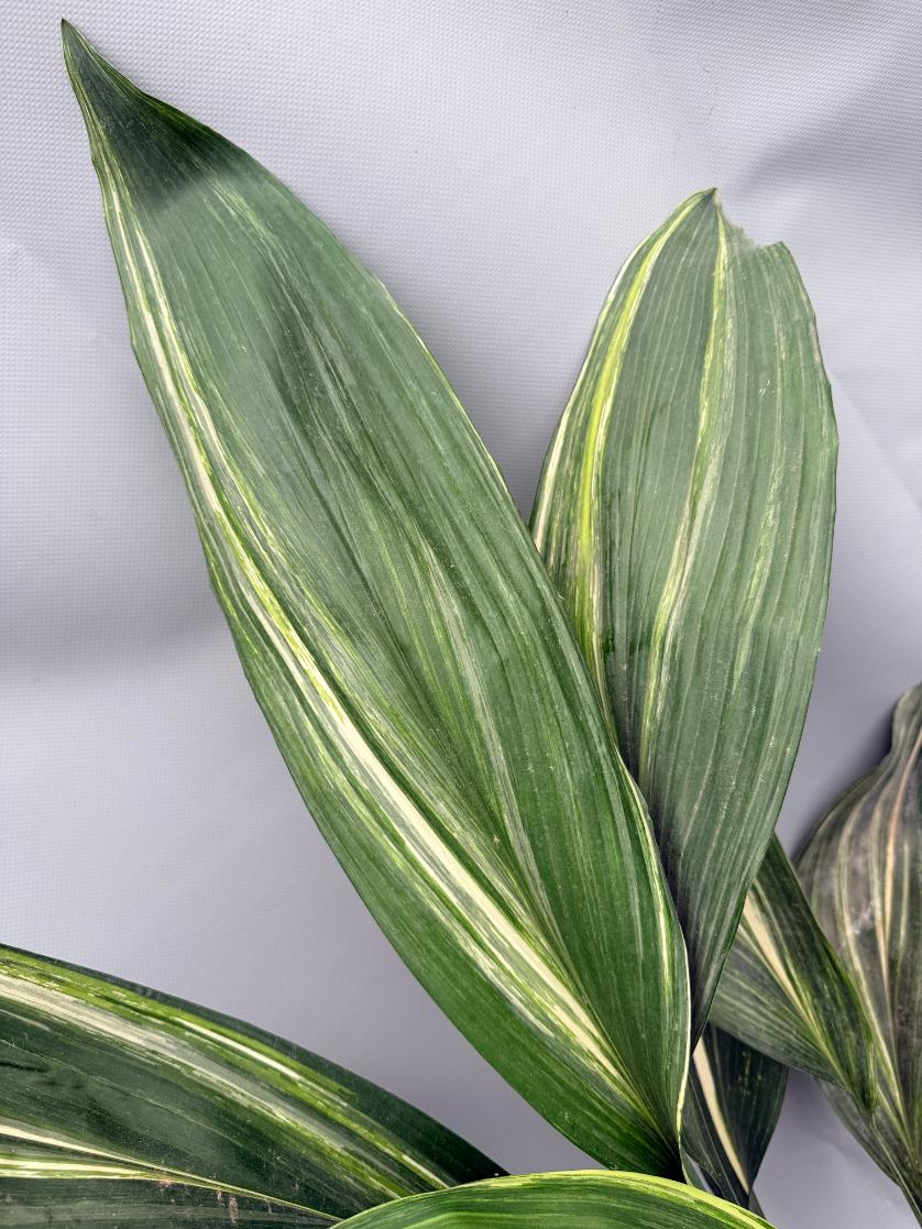 Aspidistra Elatior Variegata 03