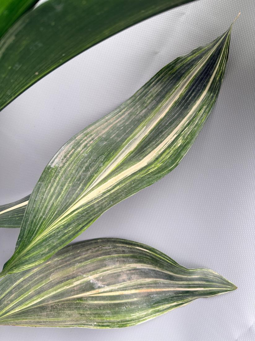 Aspidistra Elatior Variegata 08