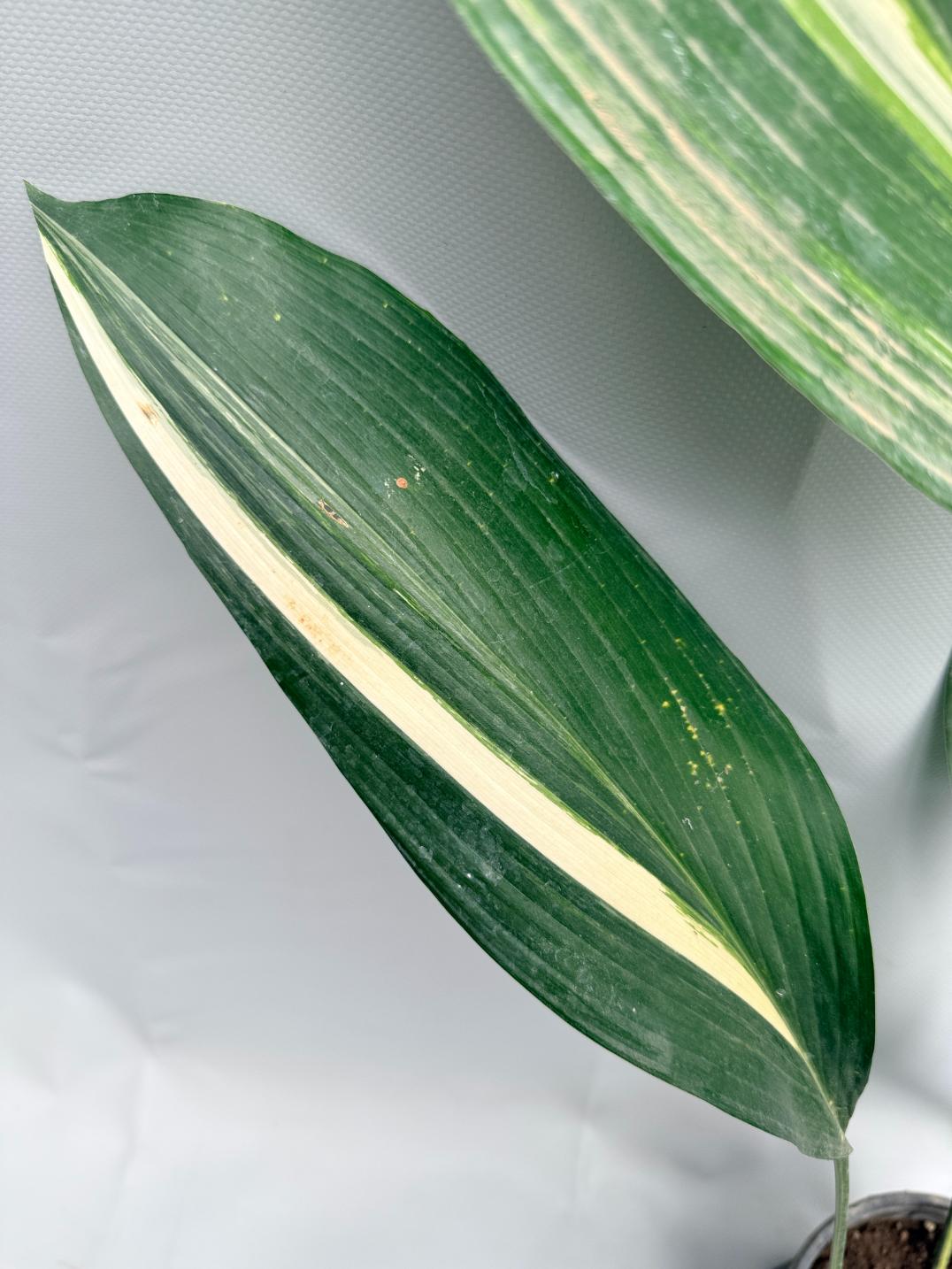 Aspidistra Elatior Variegata 04