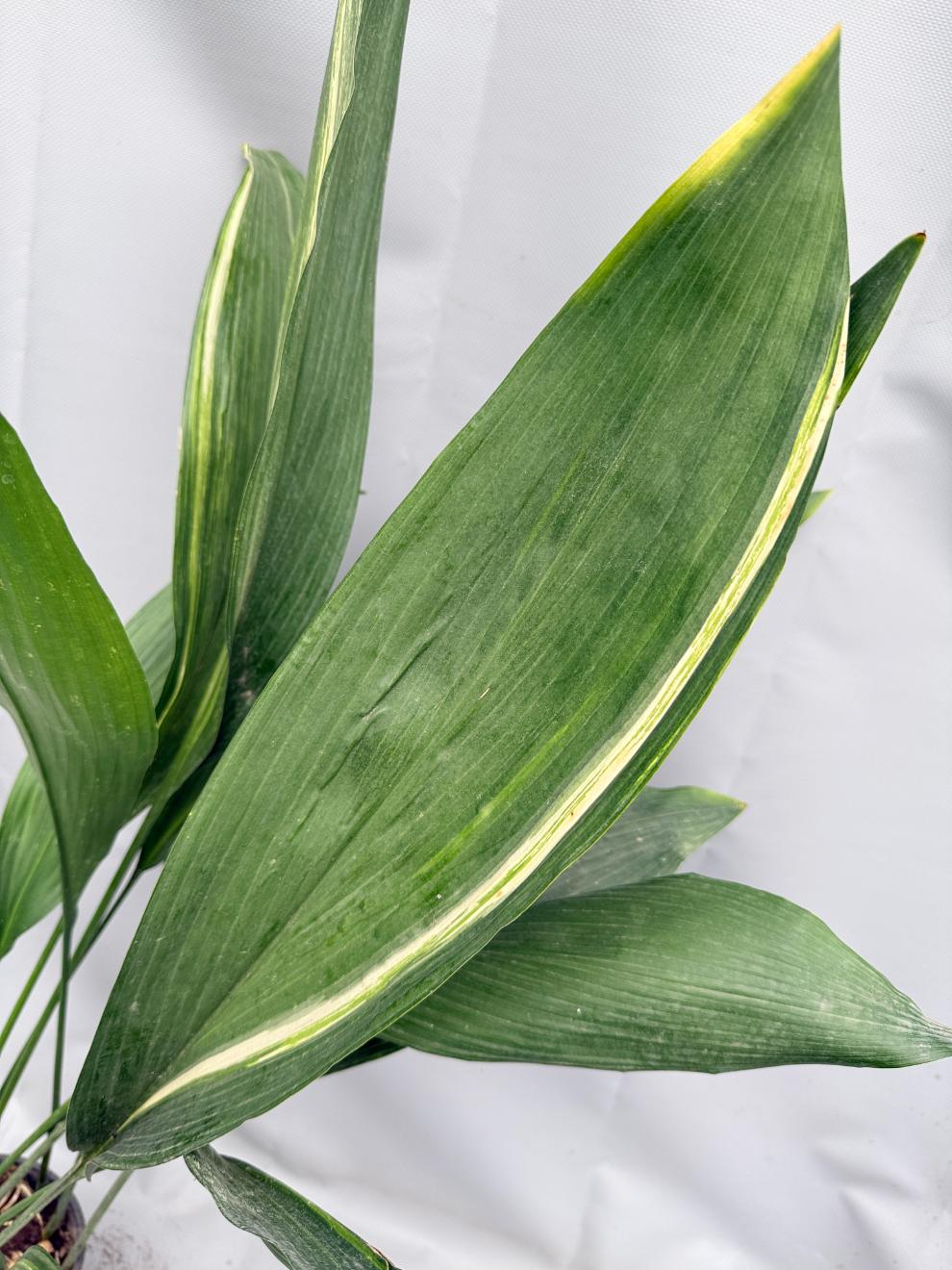 Aspidistra Elatior Variegata 07