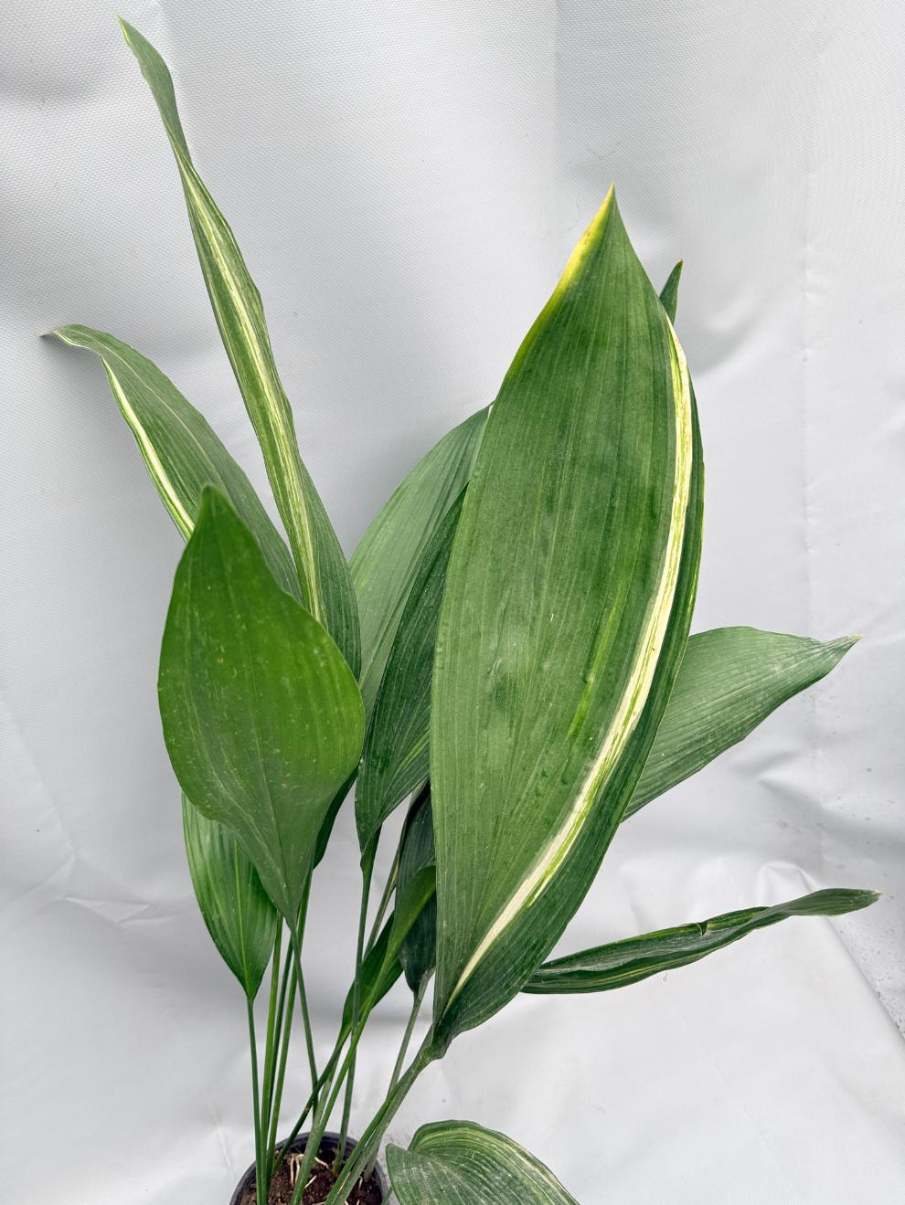 Aspidistra Elatior Variegata 08
