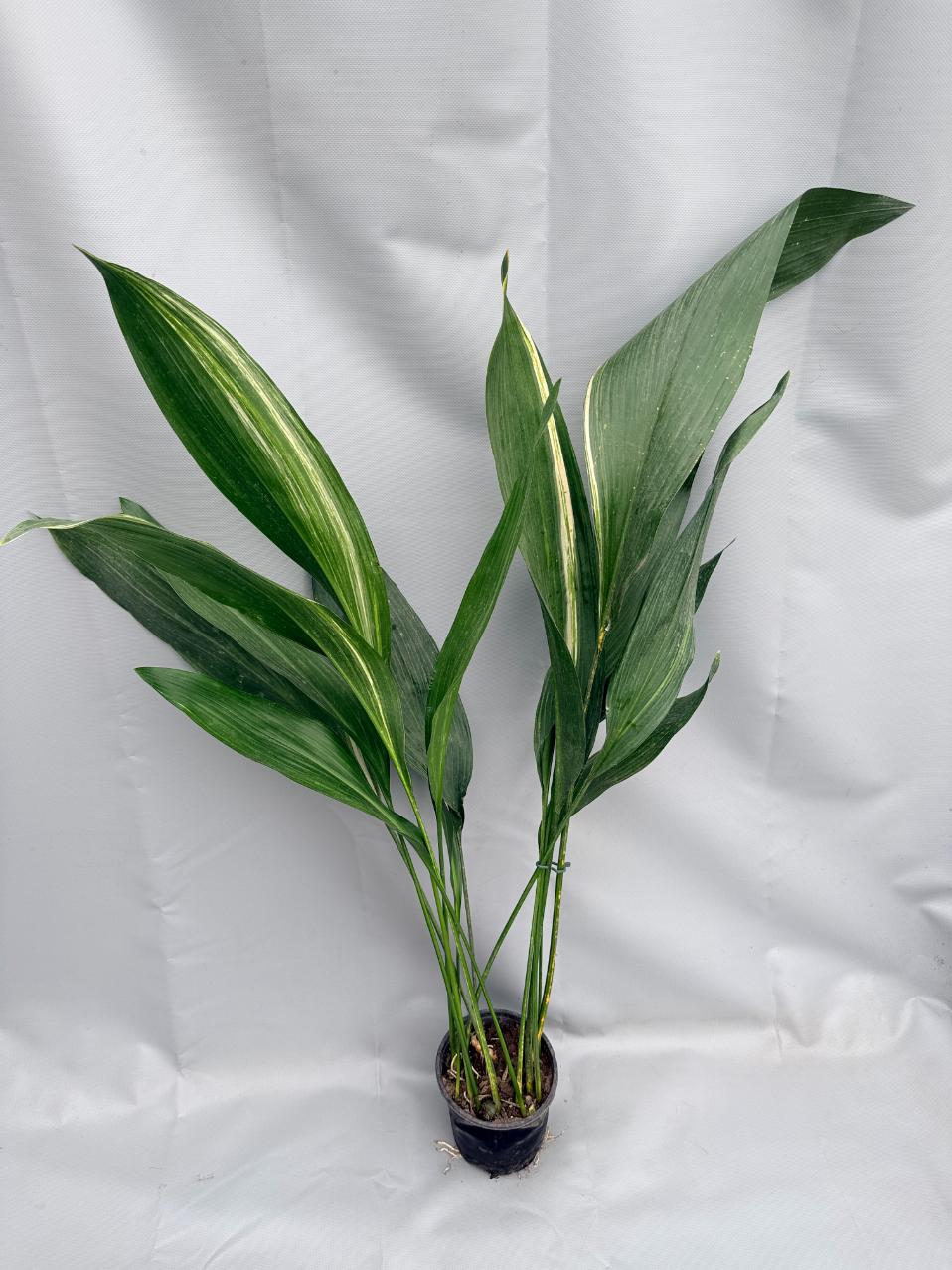 Aspidistra Elatior Variegata 01