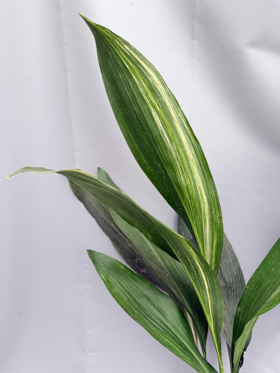 Aspidistra Elatior Variegata 02
