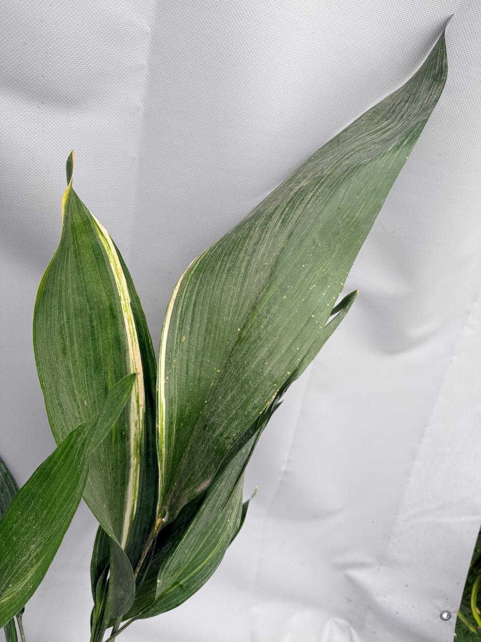 Aspidistra Elatior Variegata 03