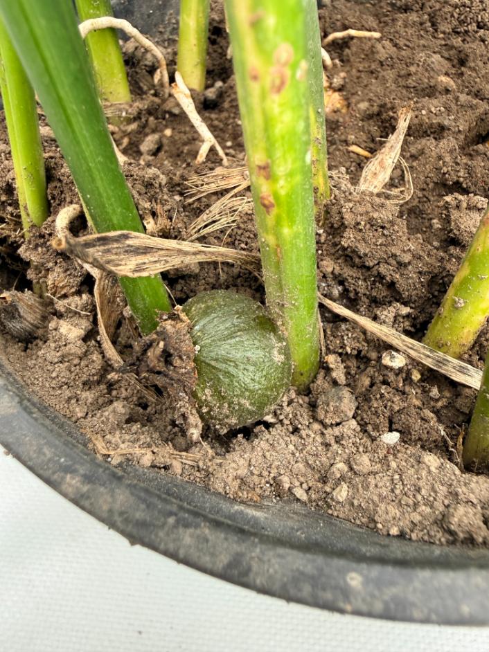 Aspidistra Elatior Variegata 04