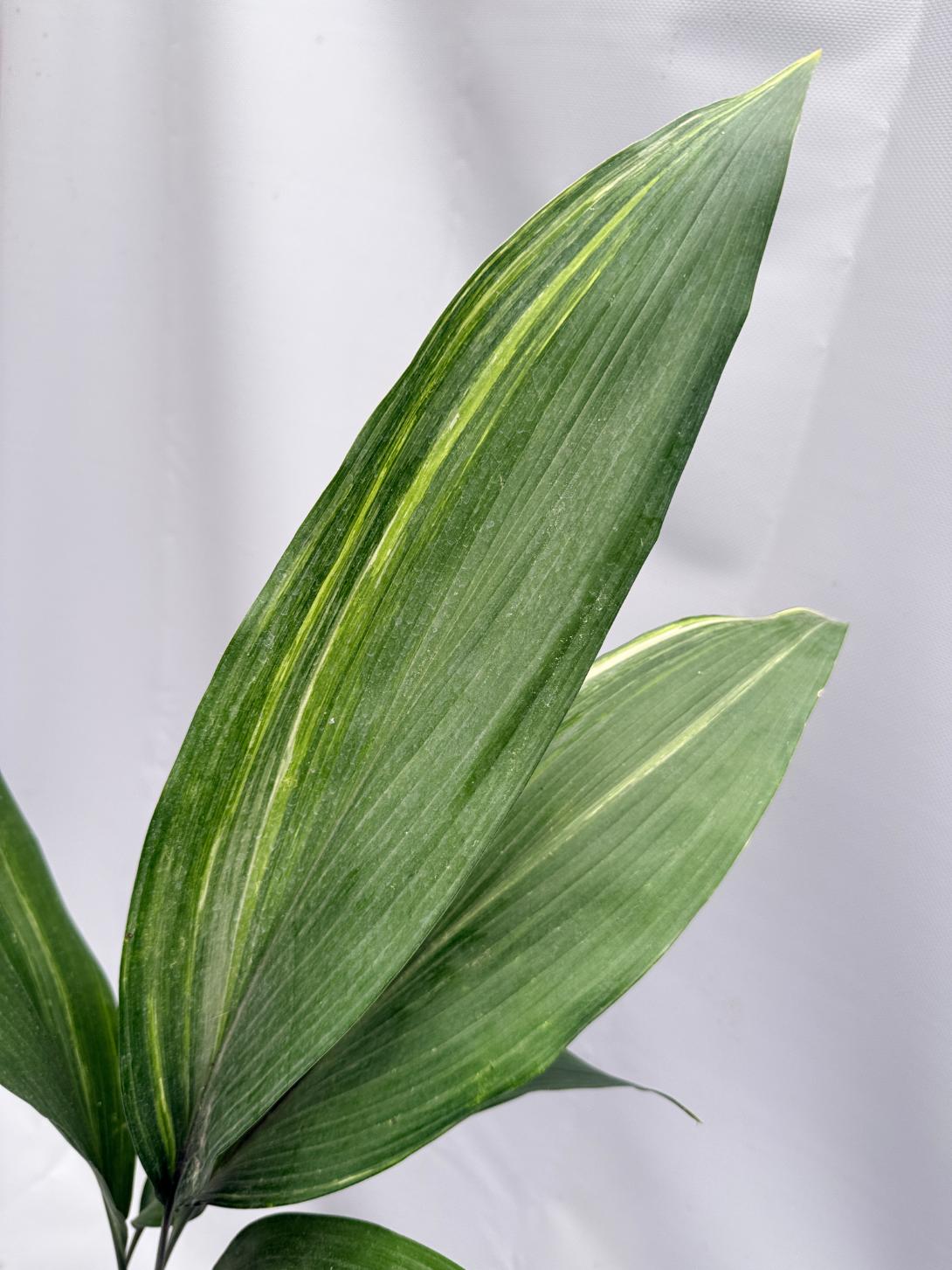 Aspidistra Elatior Variegata 05