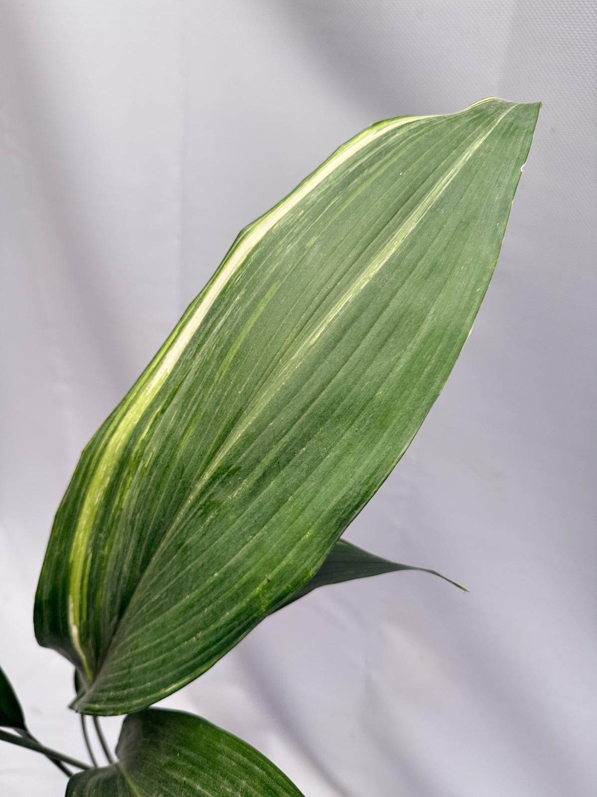 Aspidistra Elatior Variegata 06