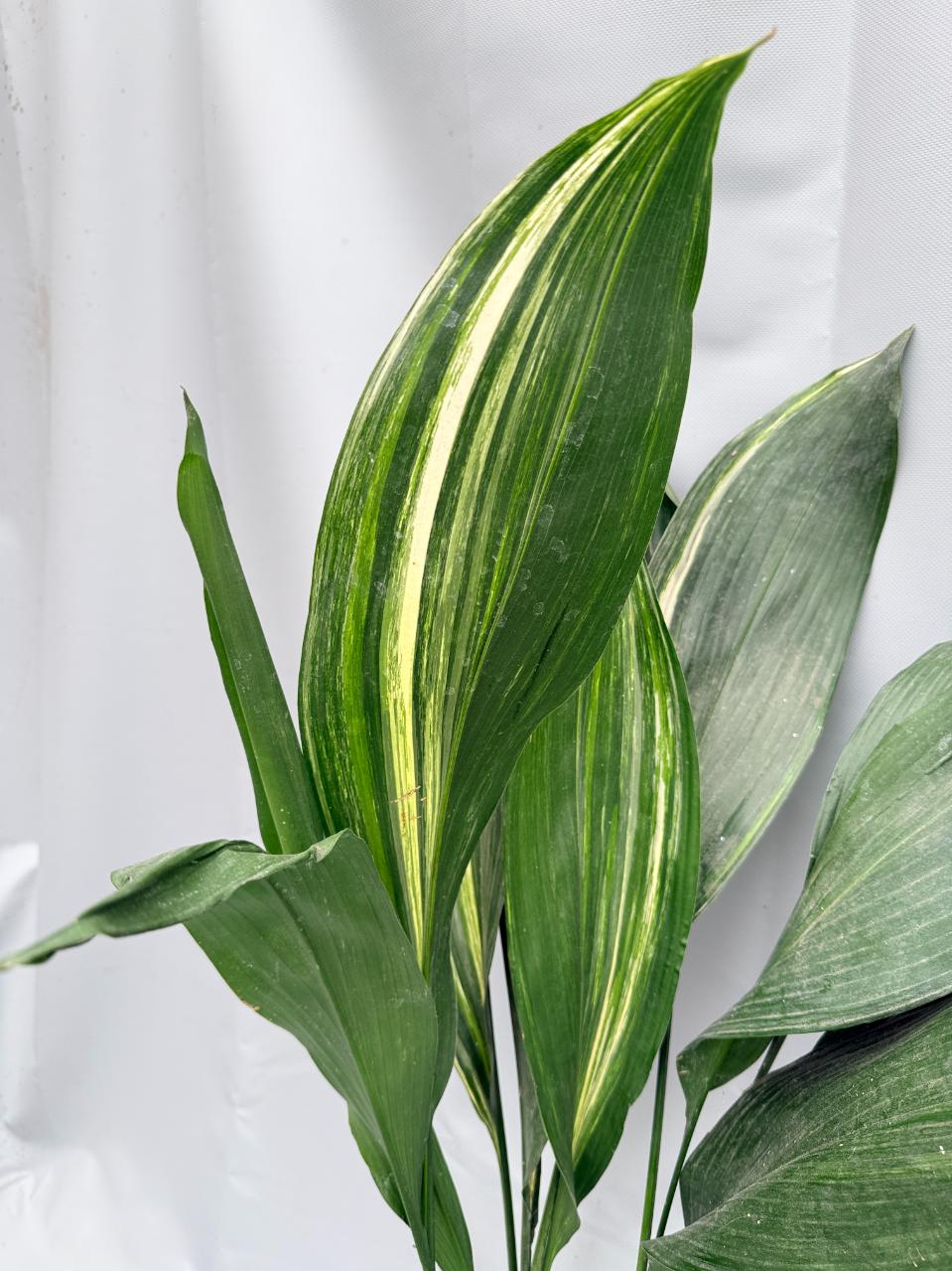 Aspidistra Elatior Variegata 09
