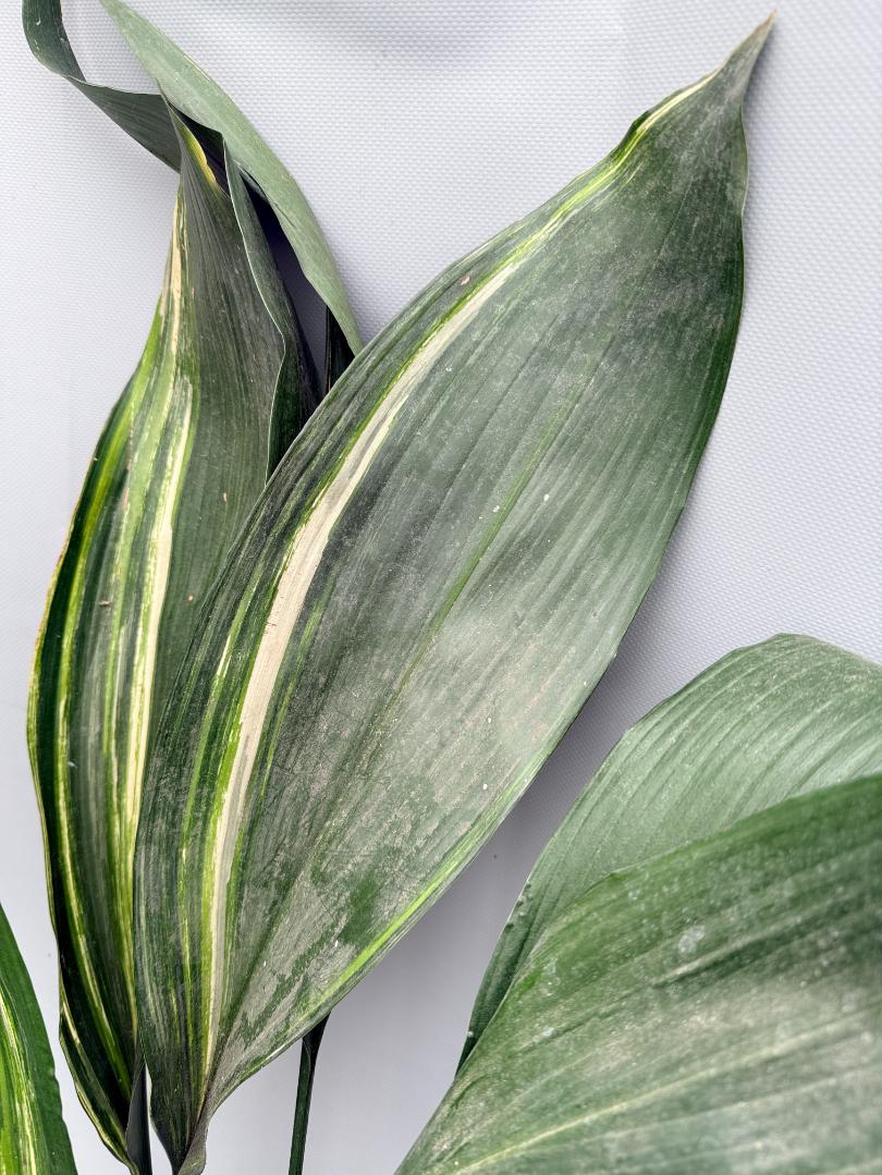 Aspidistra Elatior Variegata 10