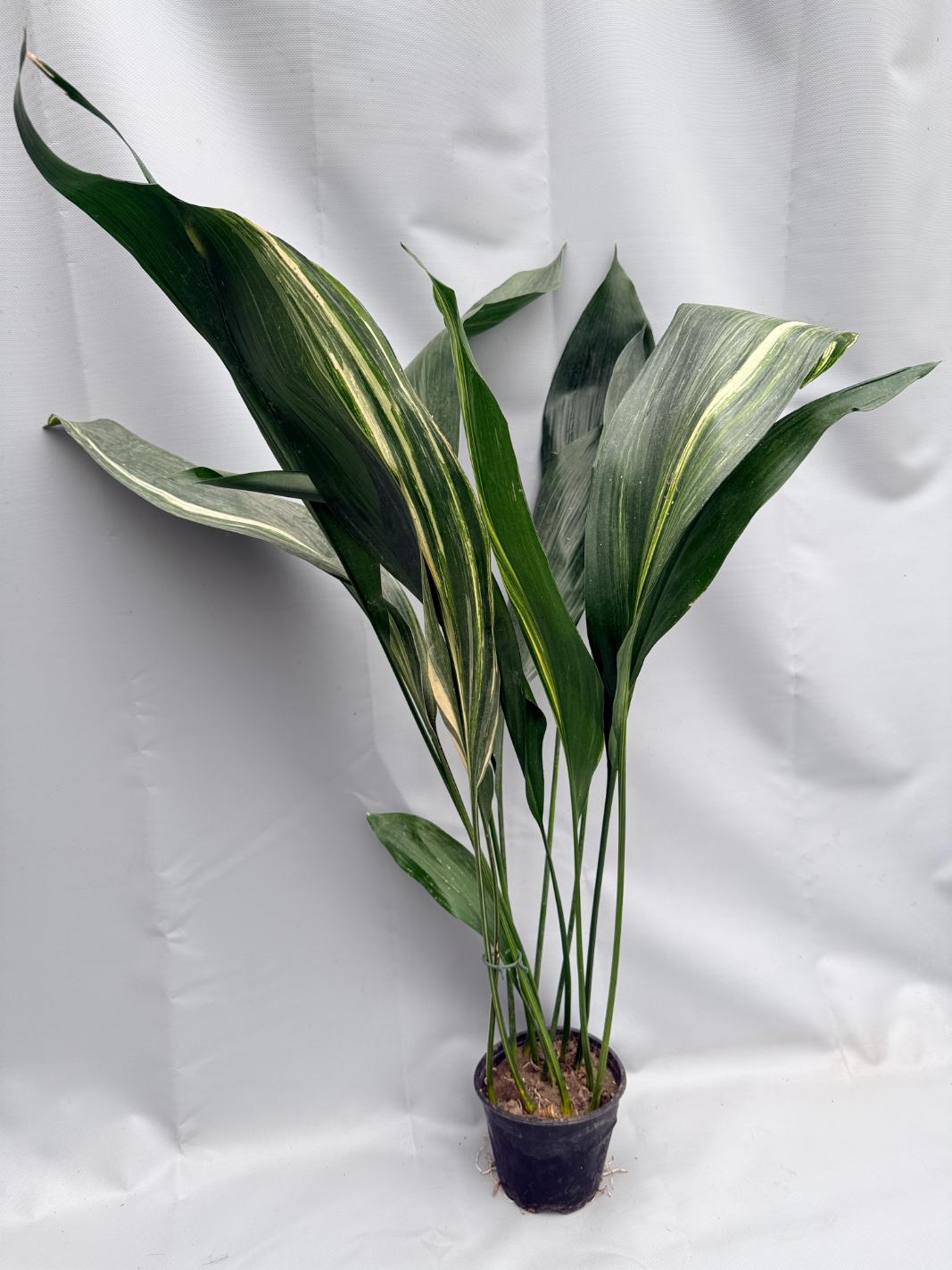 Aspidistra Elatior Variegata 03