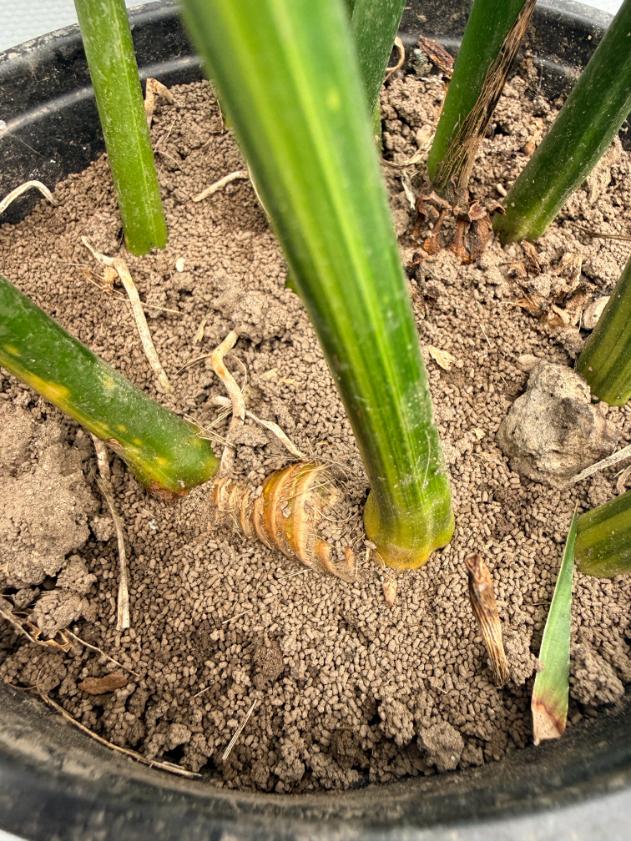 Aspidistra Elatior Variegata 04