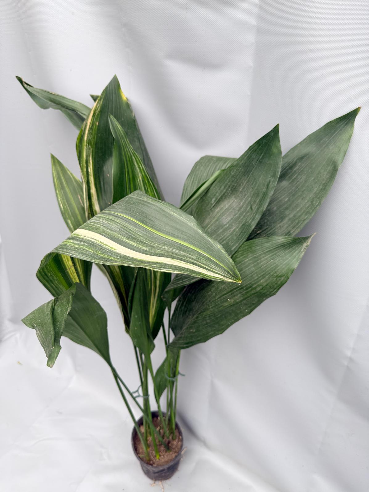 Aspidistra Elatior Variegata 01