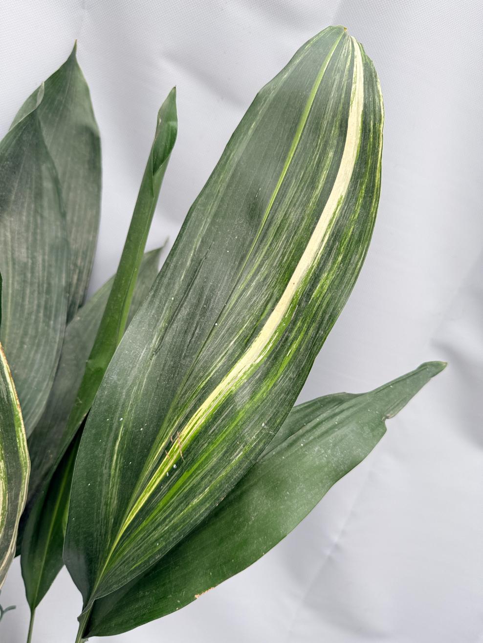Aspidistra Elatior Variegata 05