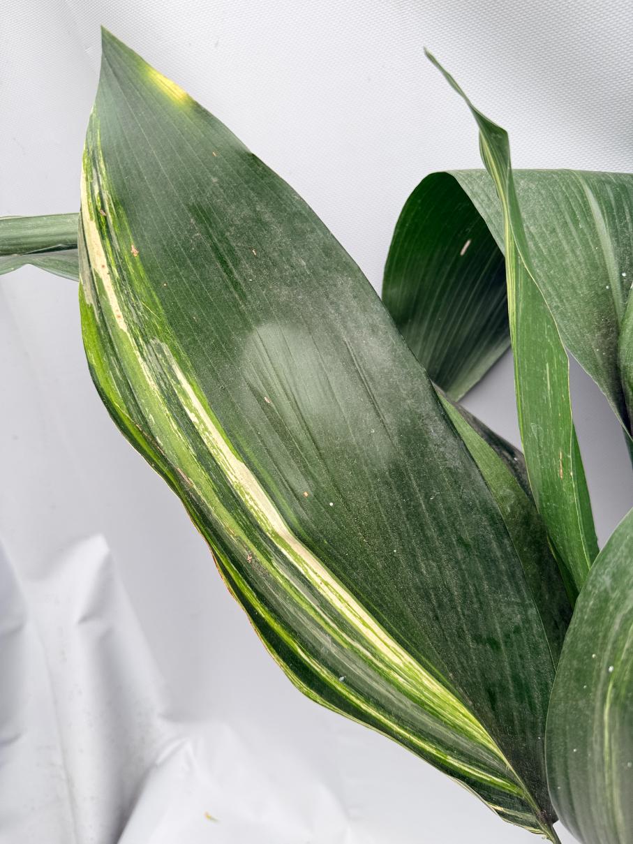 Aspidistra Elatior Variegata 06