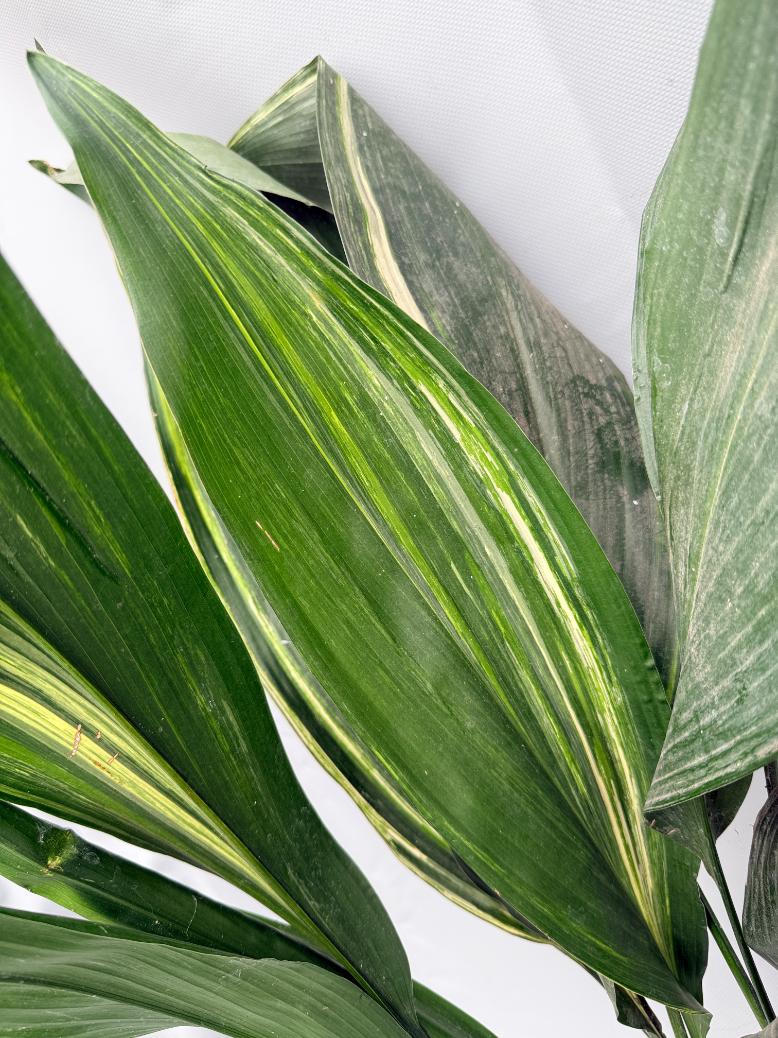 Aspidistra Elatior Variegata 07