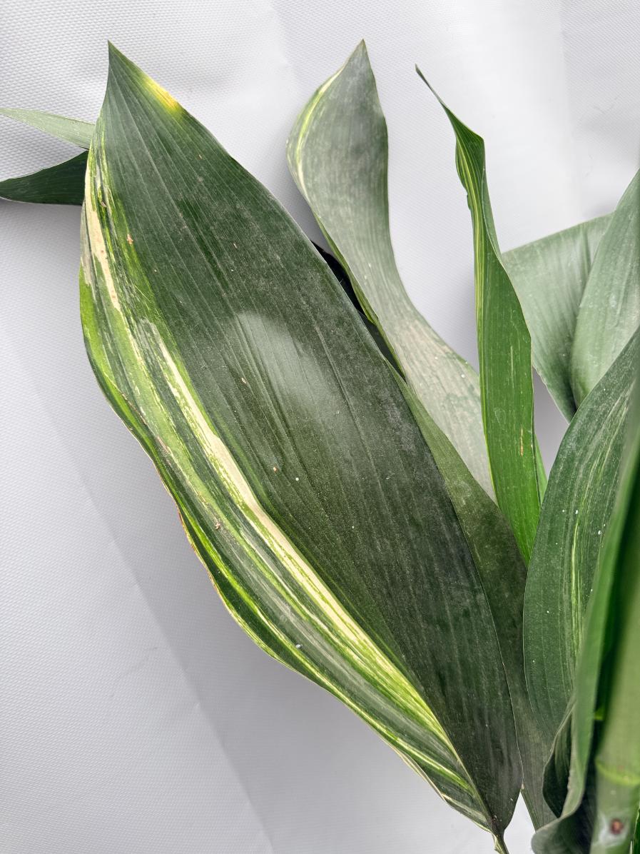 Aspidistra Elatior Variegata 08