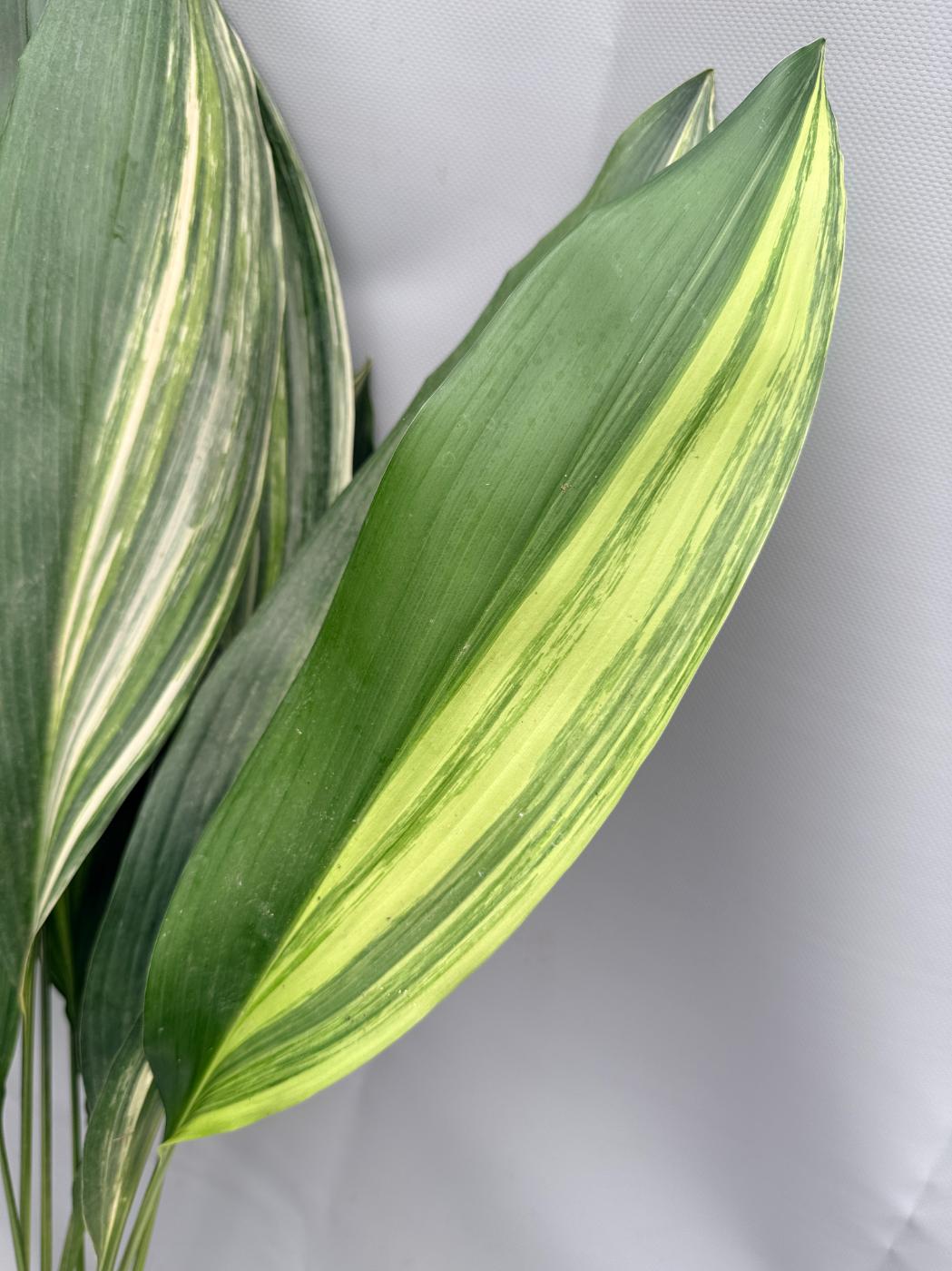 Aspidistra Elatior Variegata 08