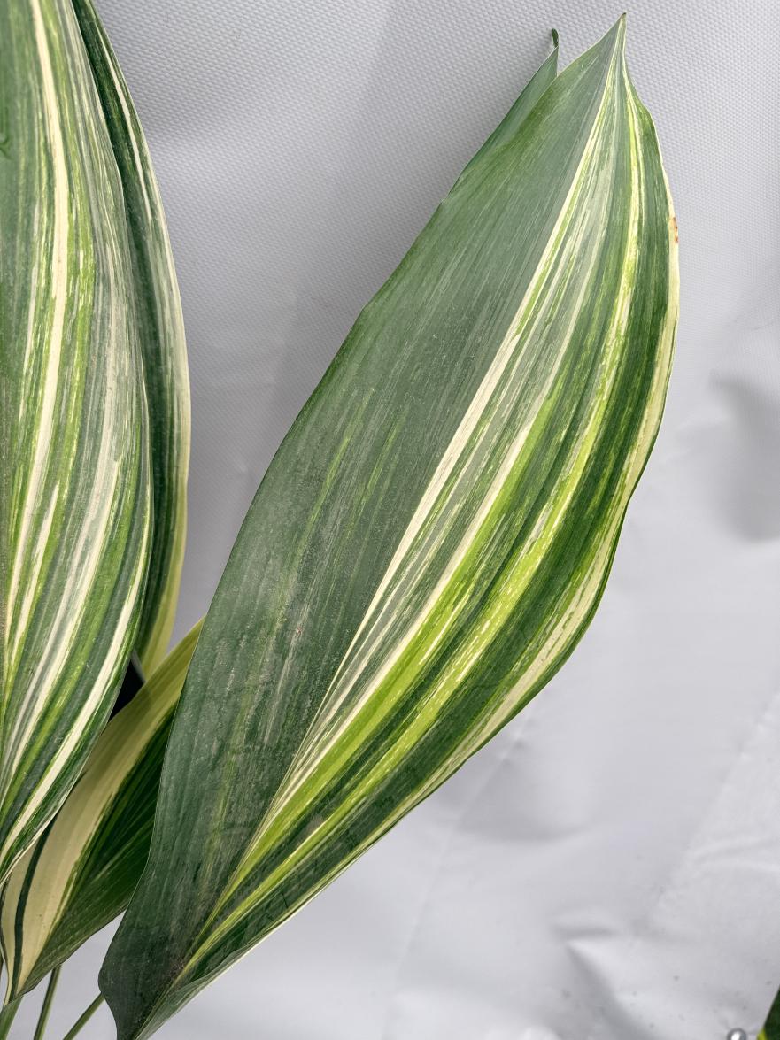 Aspidistra Elatior Variegata 09