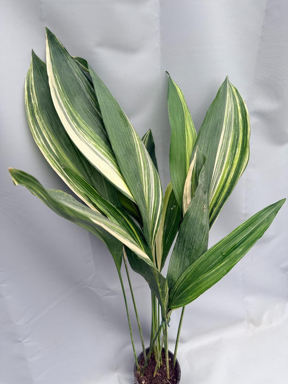 Aspidistra Elatior Variegata 01