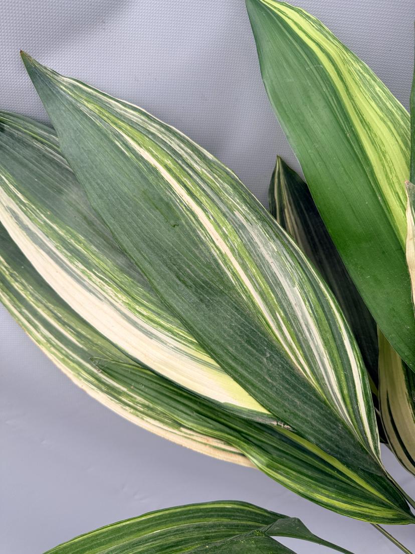 Aspidistra Elatior Variegata 02