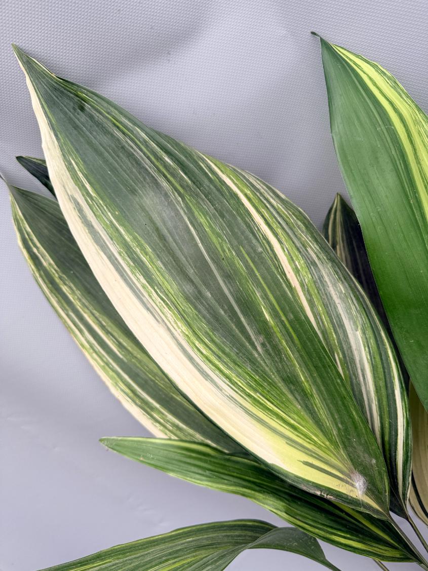 Aspidistra Elatior Variegata 03