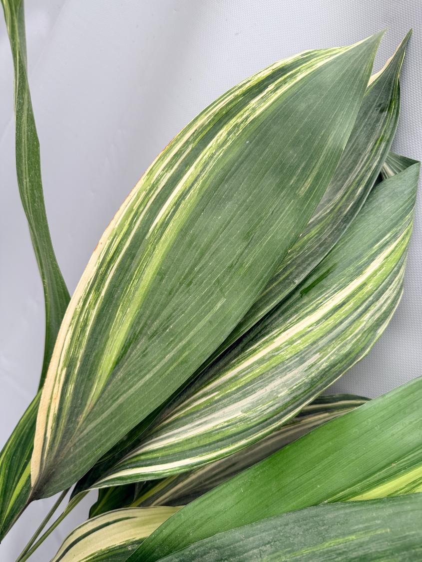 Aspidistra Elatior Variegata 04