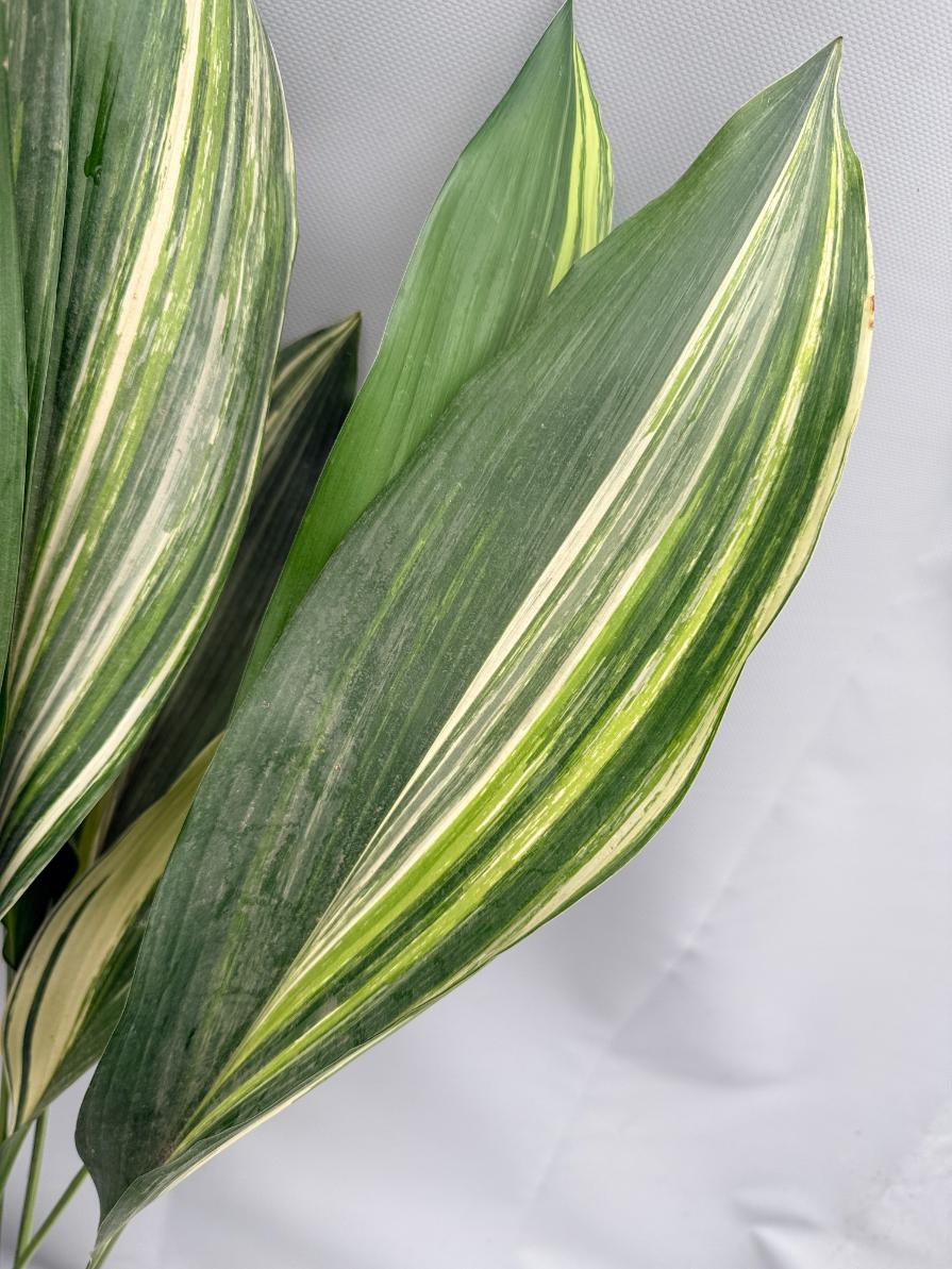 Aspidistra Elatior Variegata 05