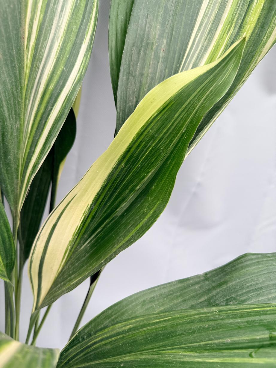 Aspidistra Elatior Variegata 06