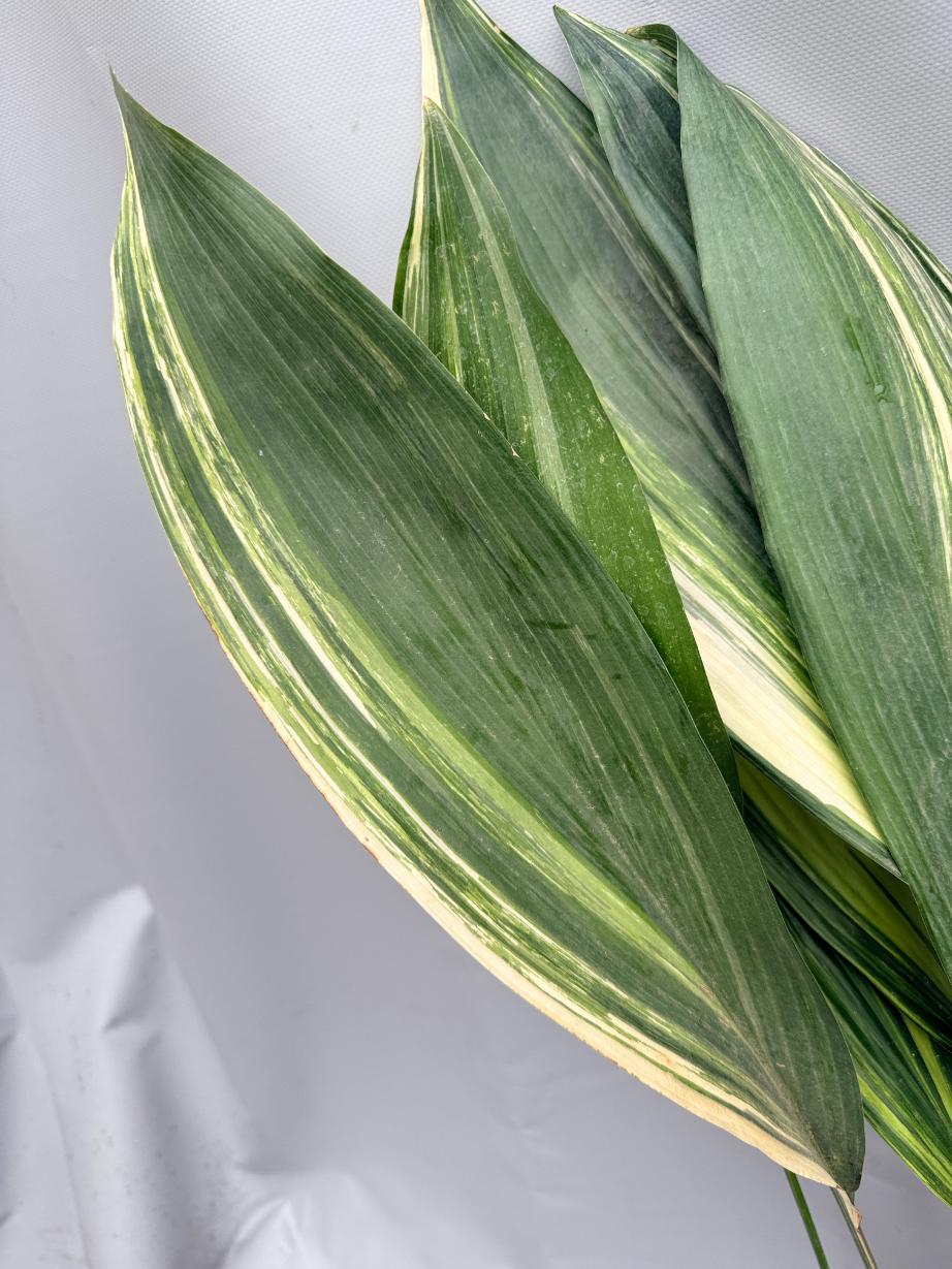 Aspidistra Elatior Variegata 07