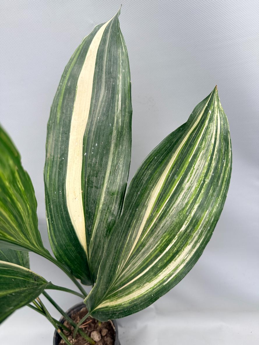 Aspidistra Elatior Variegata 08