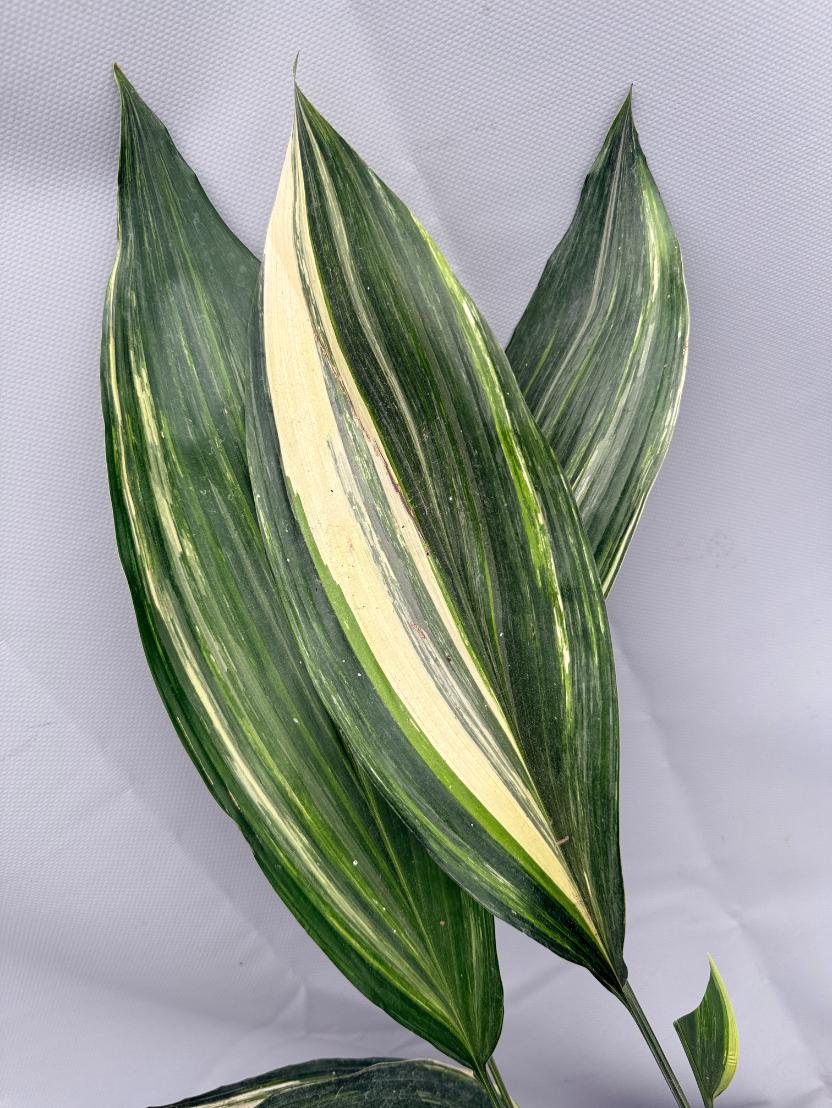 Aspidistra Elatior Variegata 09