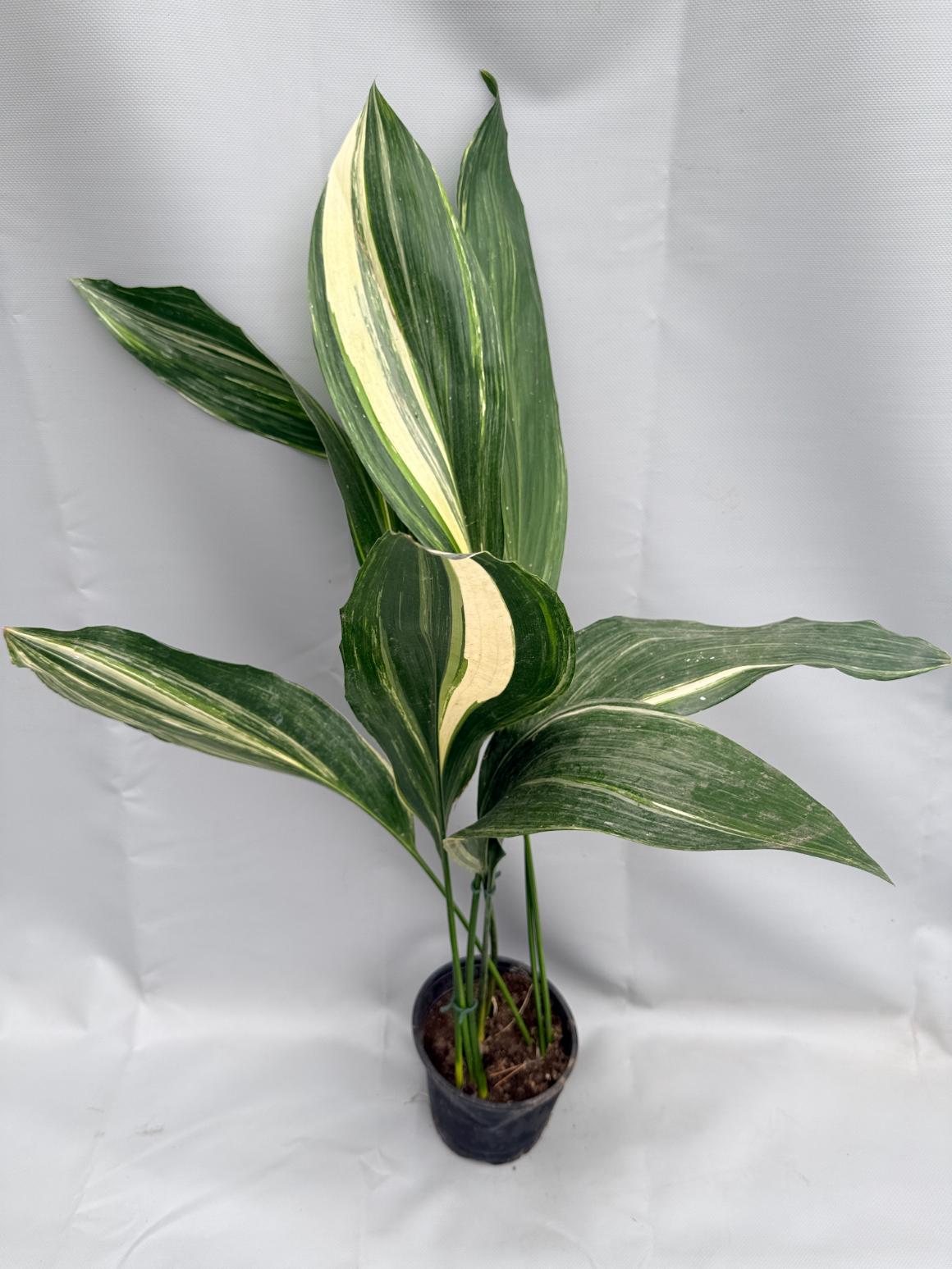 Aspidistra Elatior Variegata 01