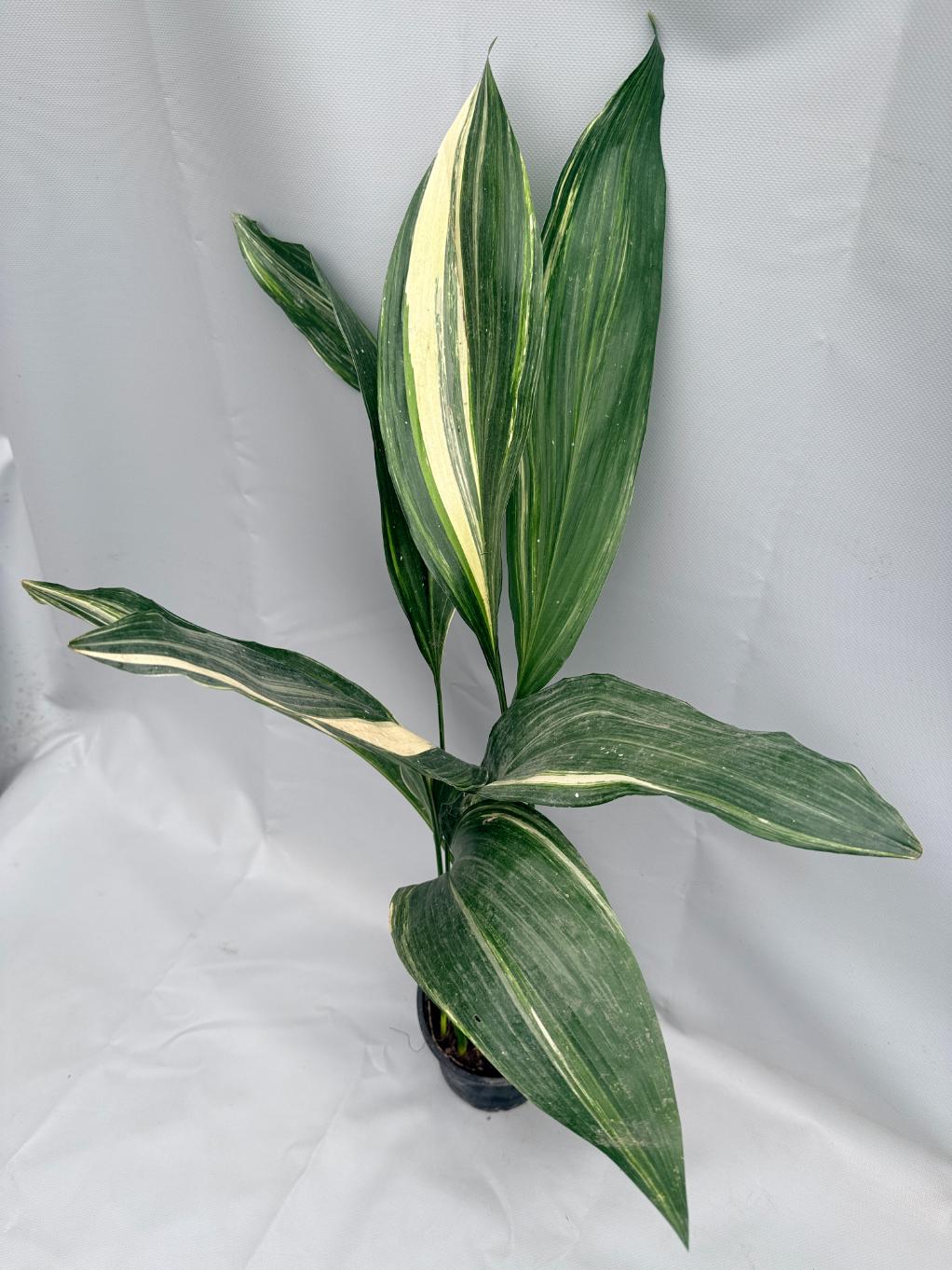 Aspidistra Elatior Variegata 02