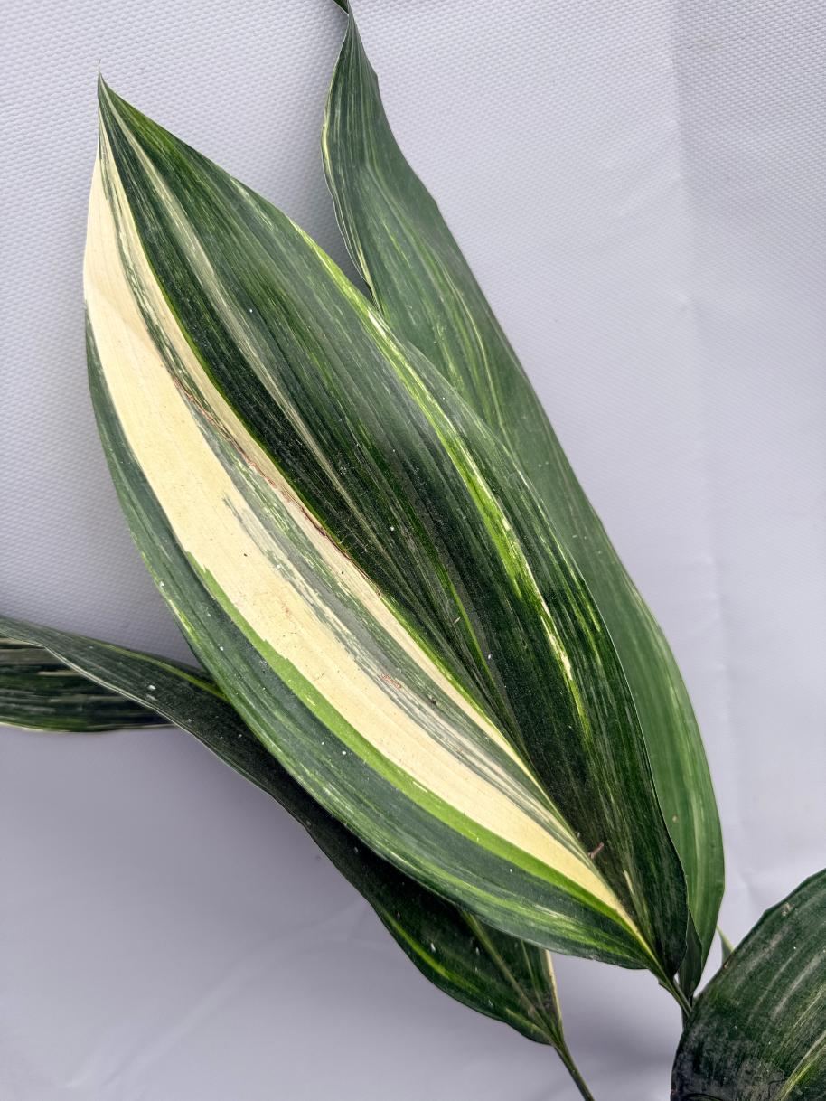 Aspidistra Elatior Variegata 03