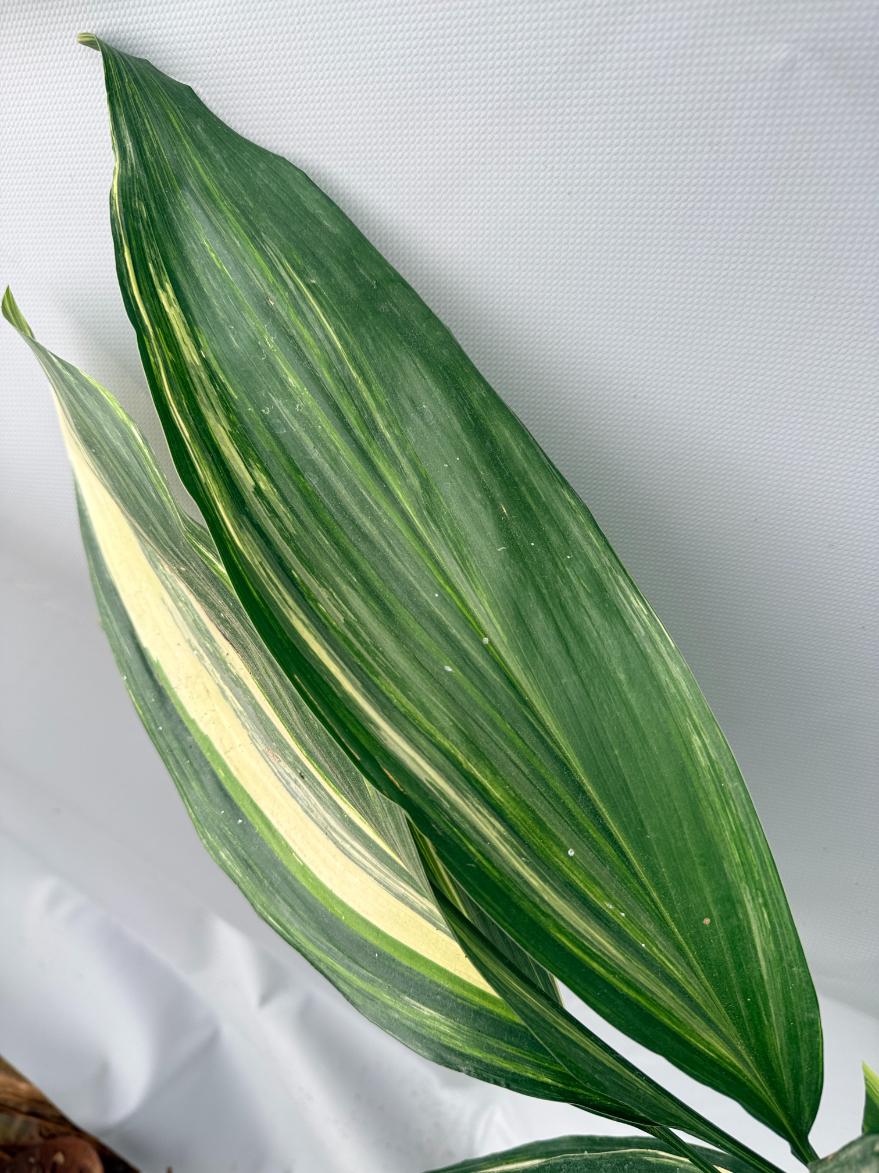 Aspidistra Elatior Variegata 04