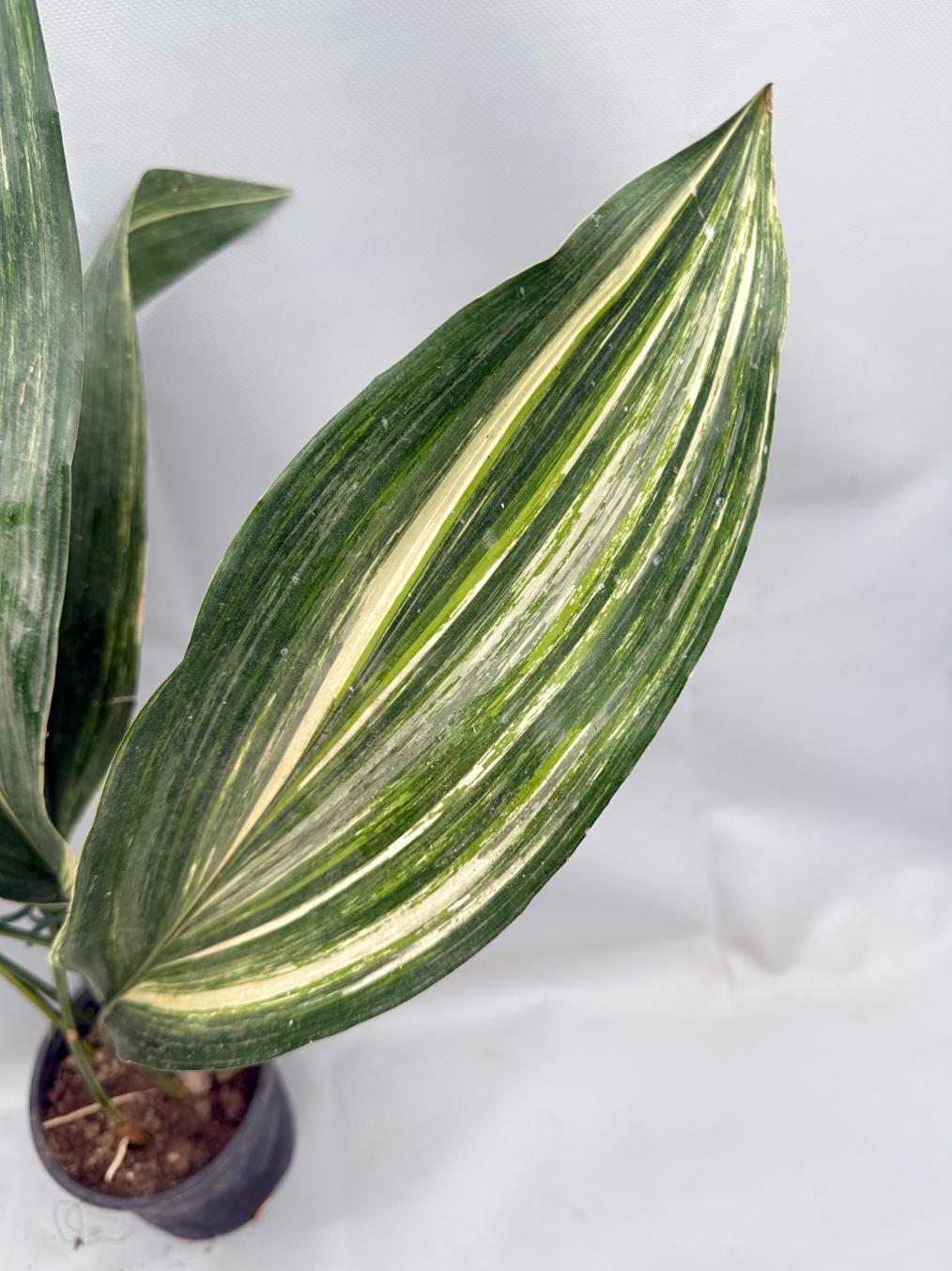 Aspidistra Elatior Variegata 05
