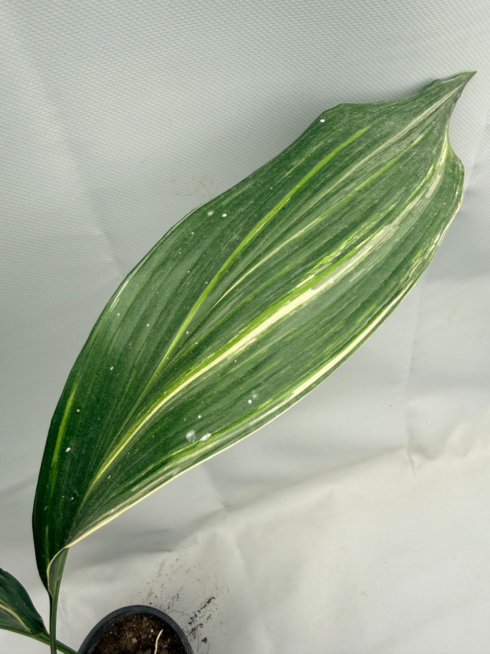 Aspidistra Elatior Variegata 06