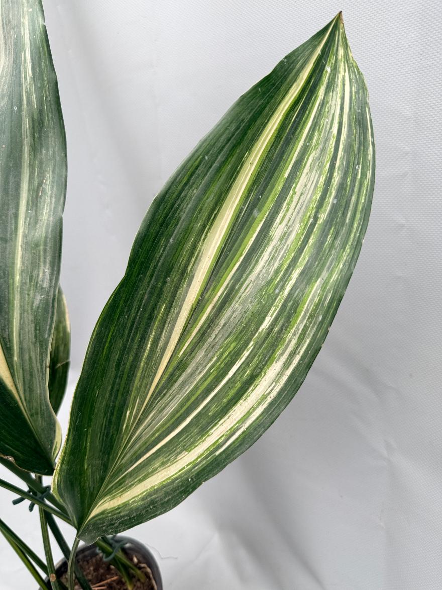 Aspidistra Elatior Variegata 07