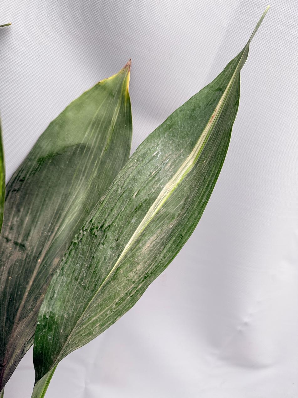 Aspidistra Elatior Variegata 05
